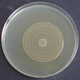 Illustration for article titled Scientists crack chemical code that controls bacterial swarms